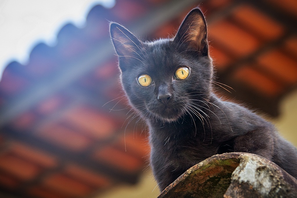 神社で猫に出会ったら縁起が良い スピリチュアルな6つの意味や猫の毛色別のメッセージを神社好きの筆者が解説 Mistory ミストリー